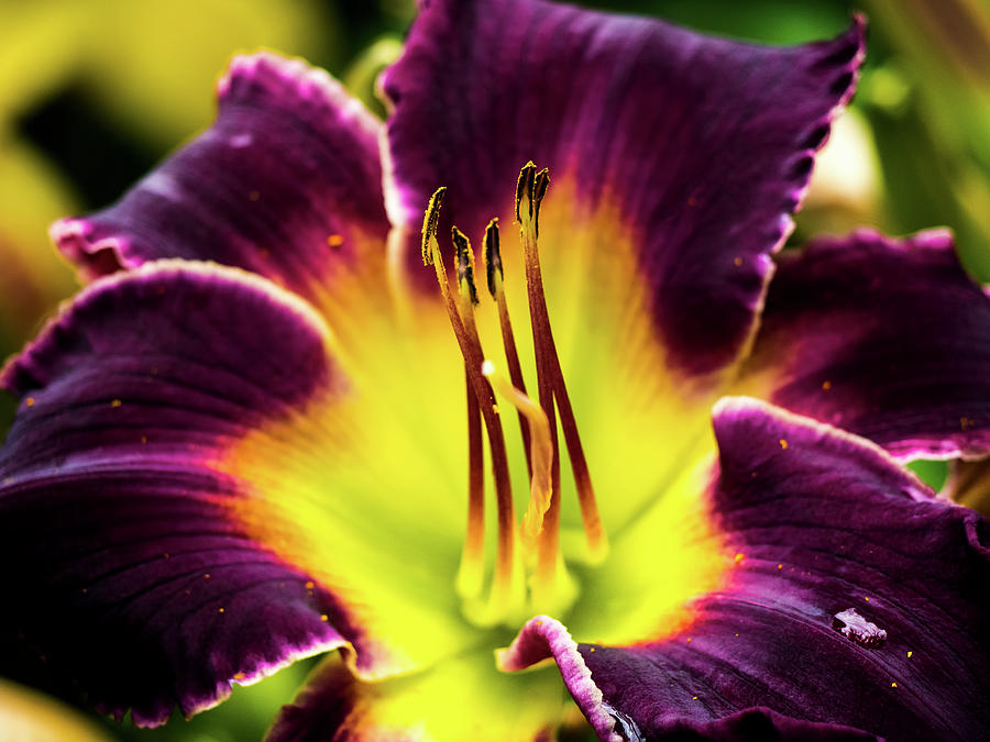 Purple Lily - Close Up Photograph by Penny Lisowski