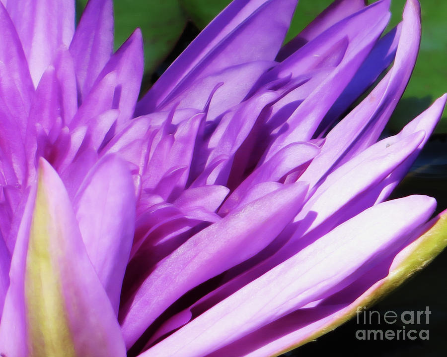 Purple Lily Photograph by Dawn Gari