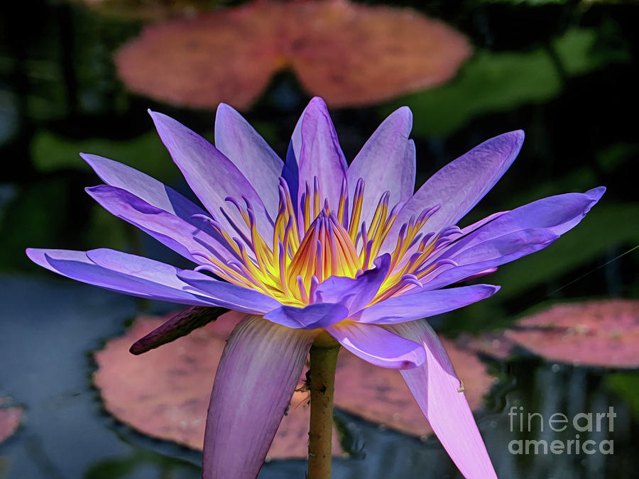 Purple Lily In Bloom Photograph