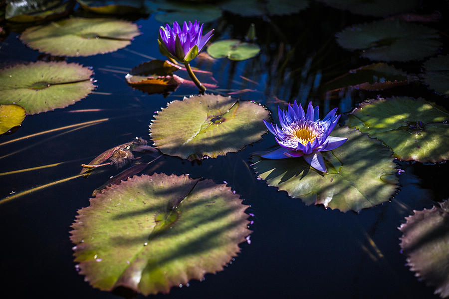 Purple Lily Photograph by Jason Roberts