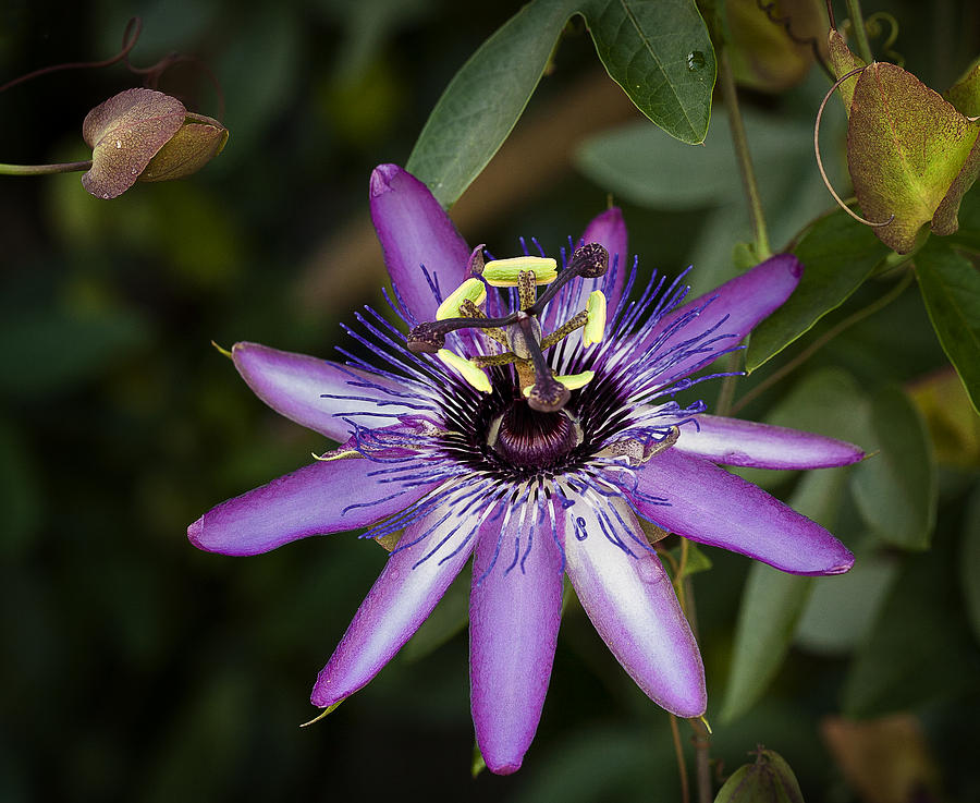 Purple Passion Lily Photograph by Ken Barrett