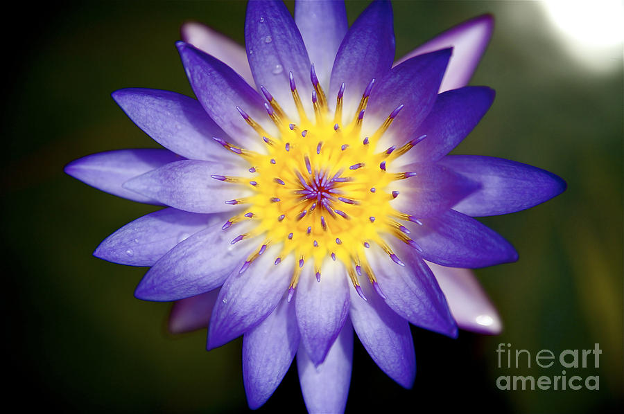 Purple lily Photograph by Kicka Witte - Printscapes