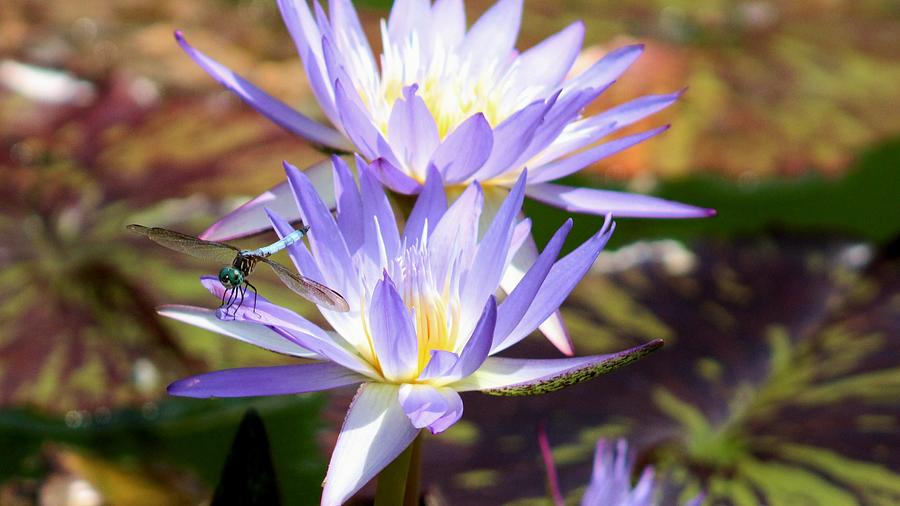 Purple Lily Landing Pad Photograph by Karen Silvestri