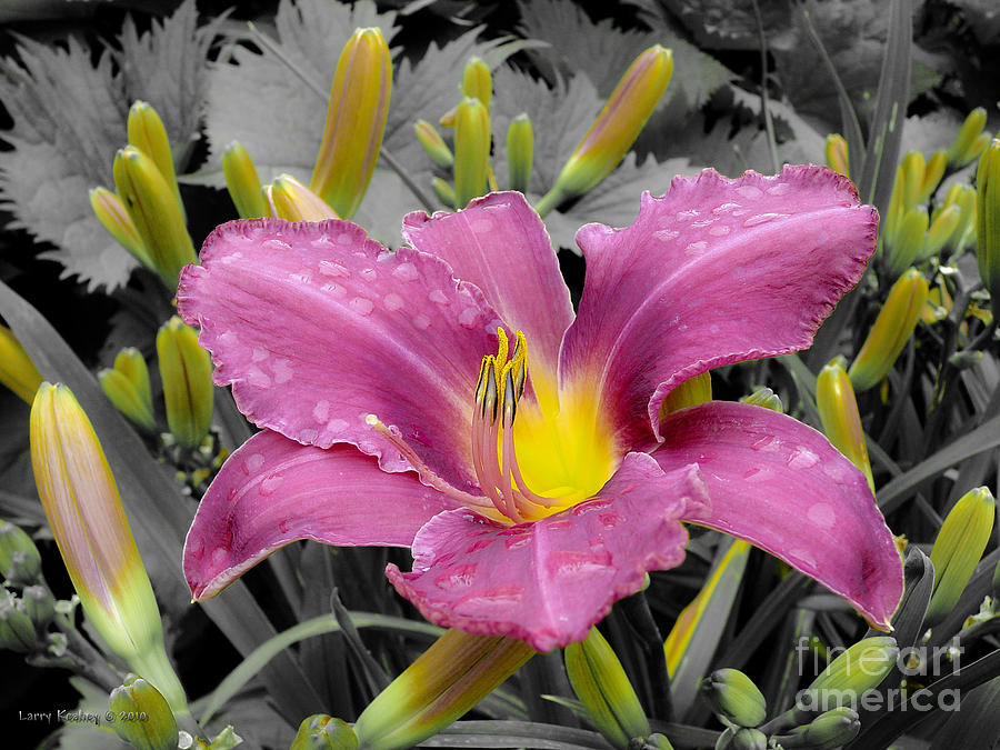 Purple Lily Photograph by Larry Keahey