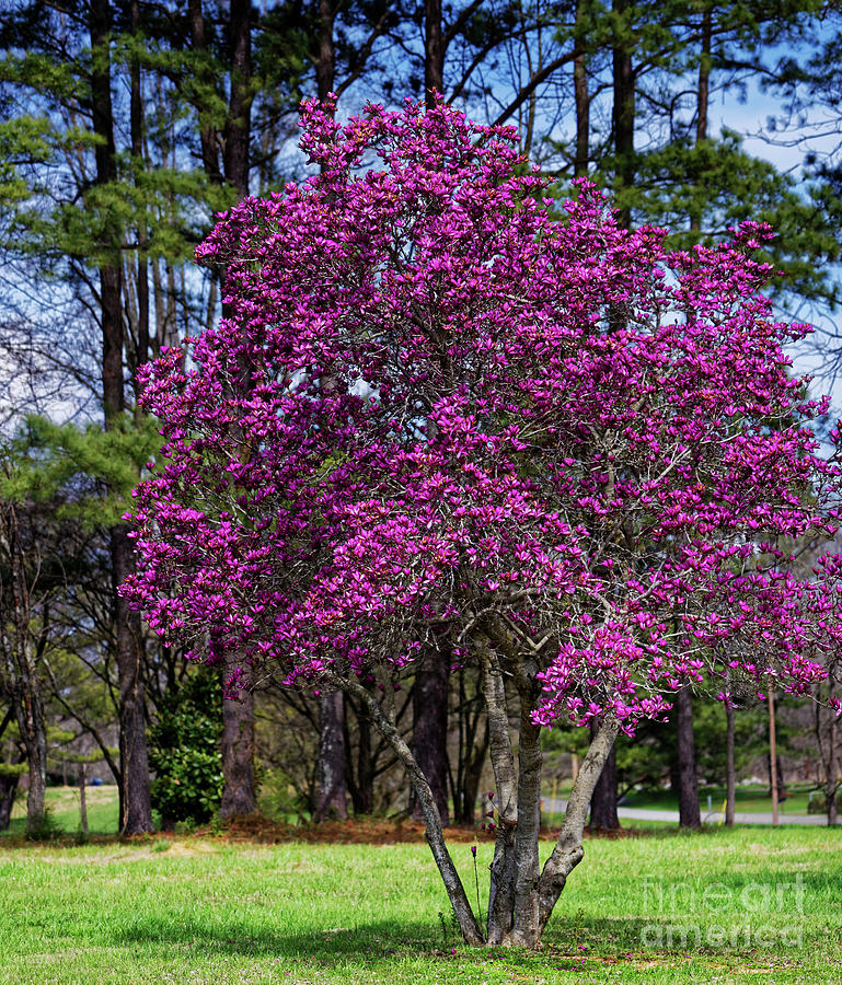 Purple Lily Magnolia Photograph by Paul Mashburn