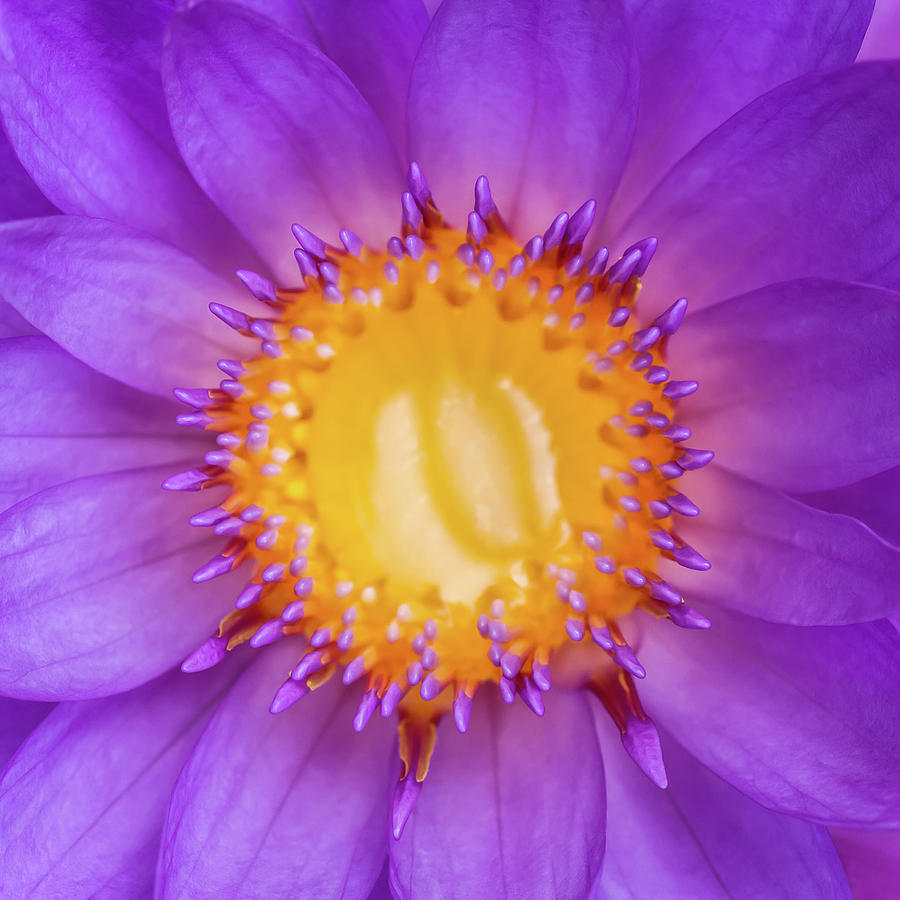 Lily Photograph - Purple Lily  by Nila Newsom