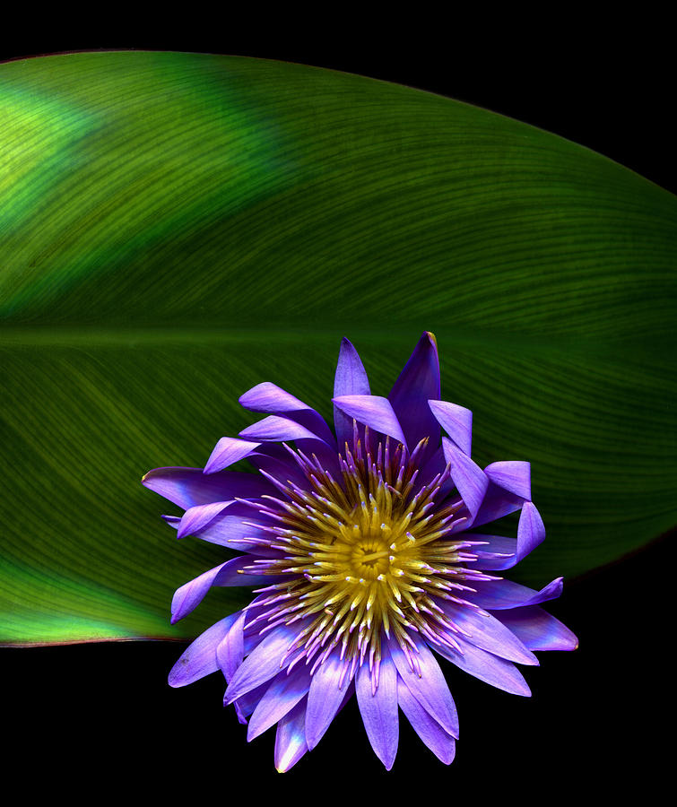 Waterlily Photograph - Purple Lily on Green Leaf by Jessie Snyder
