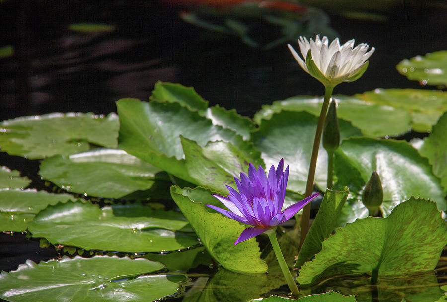 Purple Lily Pad Photograph by Arne Beruldsen | Fine Art America