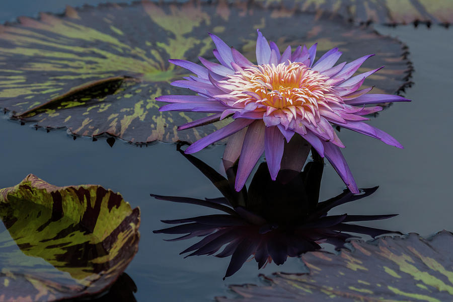 Purple Lily Photograph by Roni Chastain