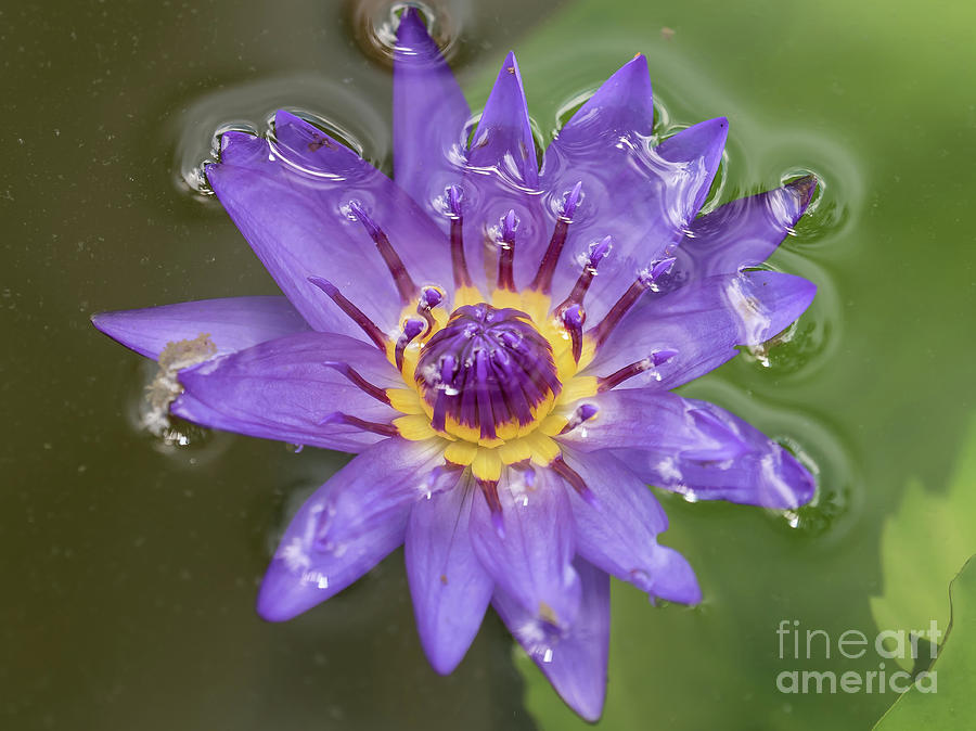 Purple Lily Photograph by Scott and Dixie Wiley