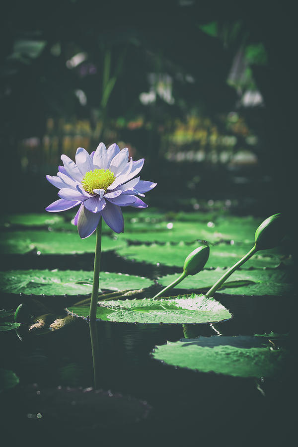 Purple Lily Photograph by Scott Wyatt