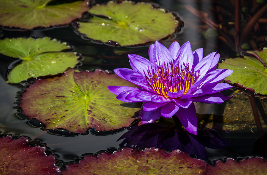 Purple Lily Photograph by Shannon Kunkle