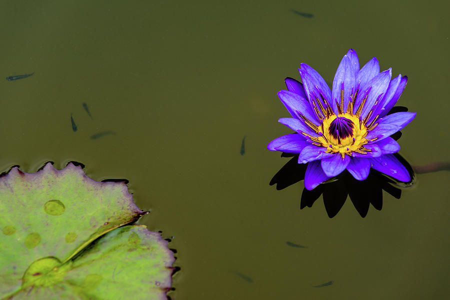 Purple Lily with Tiny Fish Photograph by Dennis Dame
