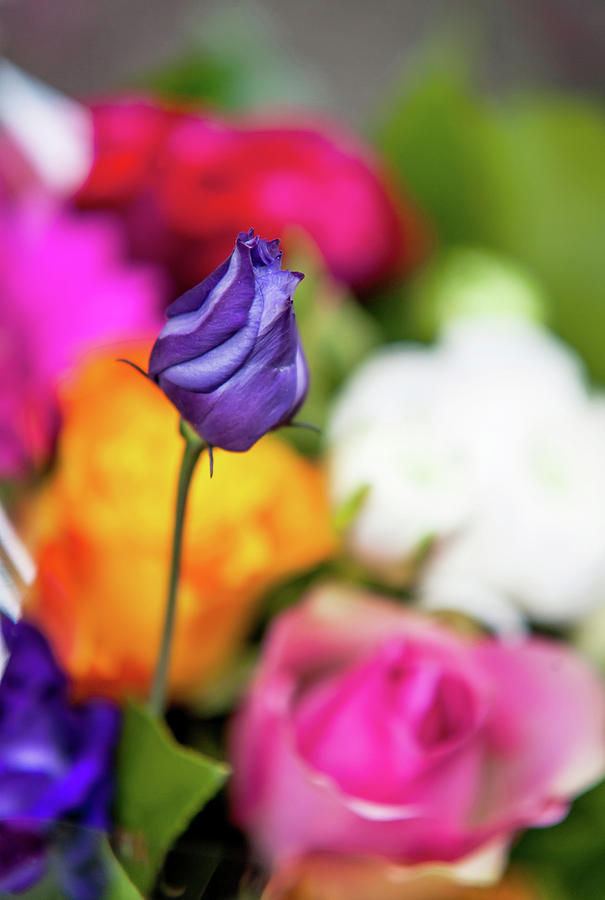 Purple Lisianthus in Colorful Bunch Photograph by Jenny Rainbow
