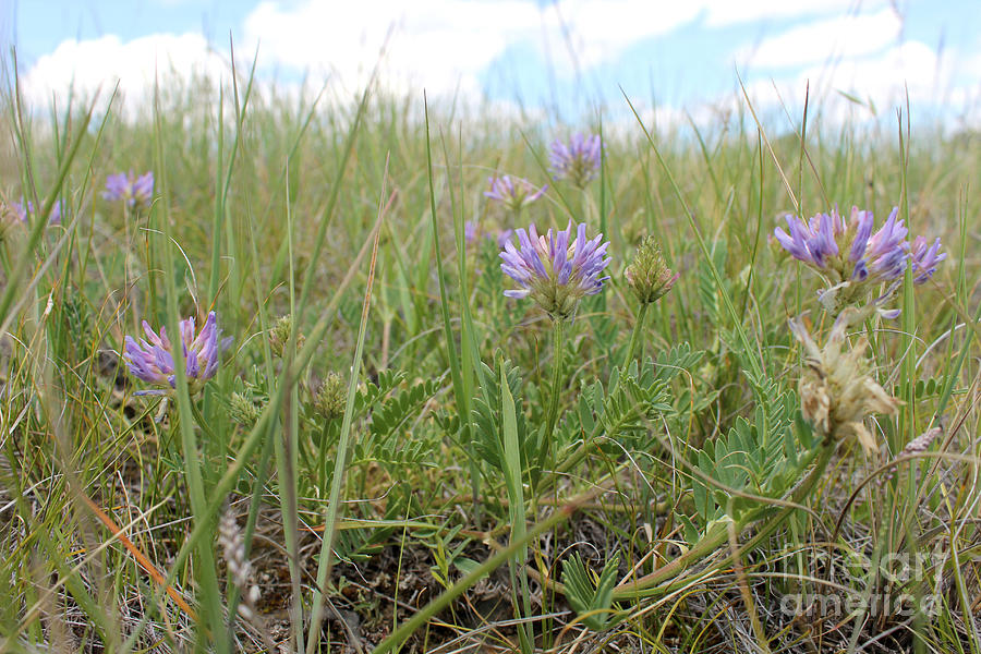 Montana wildflower Purple Loco Photograph by Adam Long