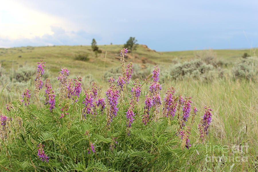 Purple Loco wildflower in the wilds of Montana Photograph by Adam Long