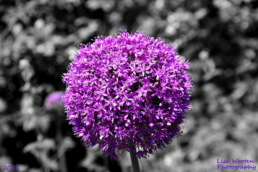 Purple Lollipop Selective Coloring Photograph by Lisa Wooten