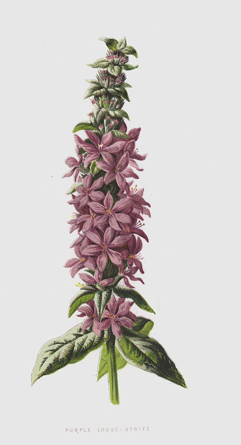 Purple Loose-Strife Painting by Frederick Edward Hulme