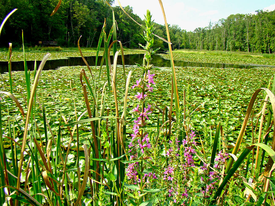 Purple Loosestrife and Lily Pads at Whites Mill Preserve, Tylersport, PA, USA Photograph by Carol Senske