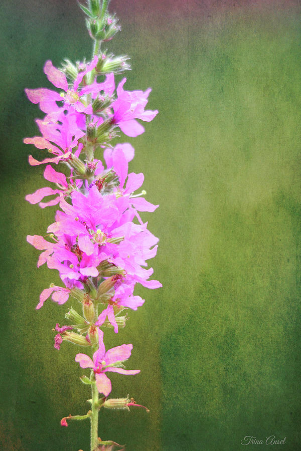 Purple Loosestrife Textured Photograph by Trina Ansel