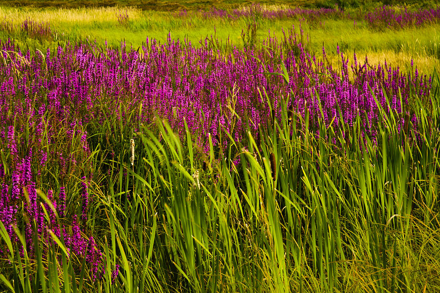 Landscape Photograph - Purple Loosetrife And Cat-tails by Irwin Barrett