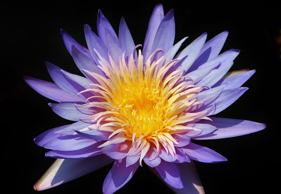 Purple Lotus Photograph by Cynthia Guinn