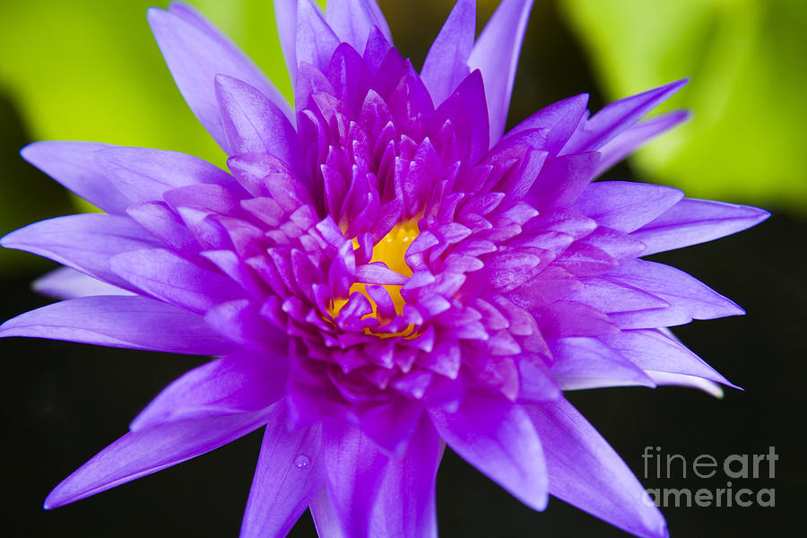 Purple Lotus Photograph by Dana Edmunds - Printscapes