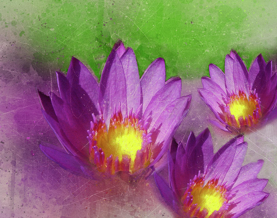 Purple Lotus Flower Photograph by Judi Saunders