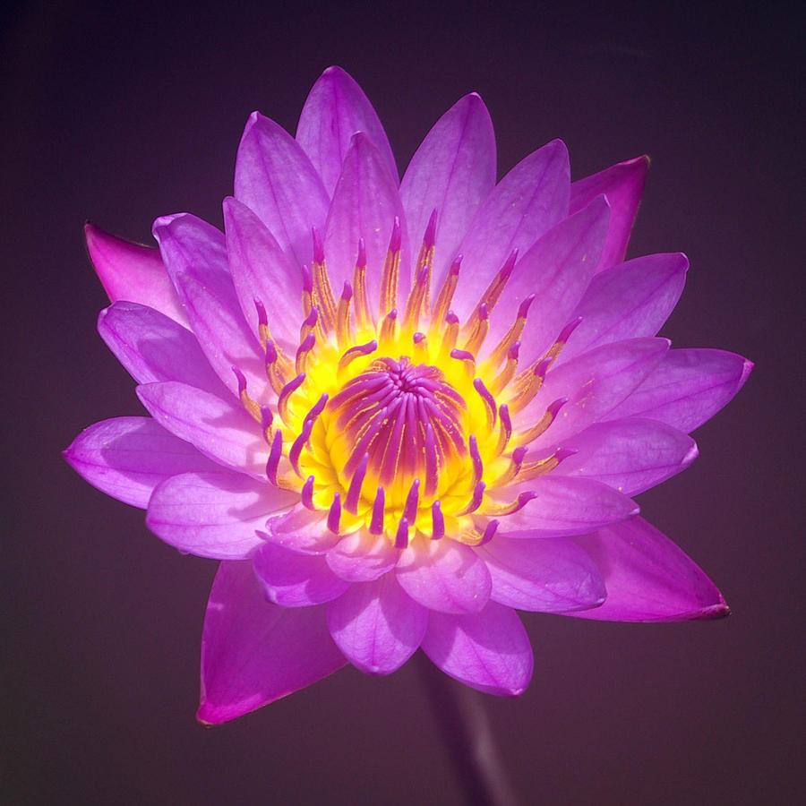 Purple Lotus Flower Photograph