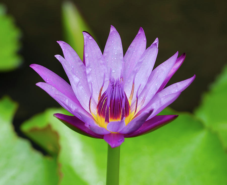 Purple Lotus -full Color Photograph