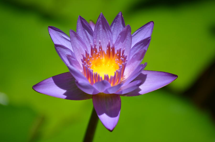 Purple Lotus Photograph by Lyle Polyak - Fine Art America