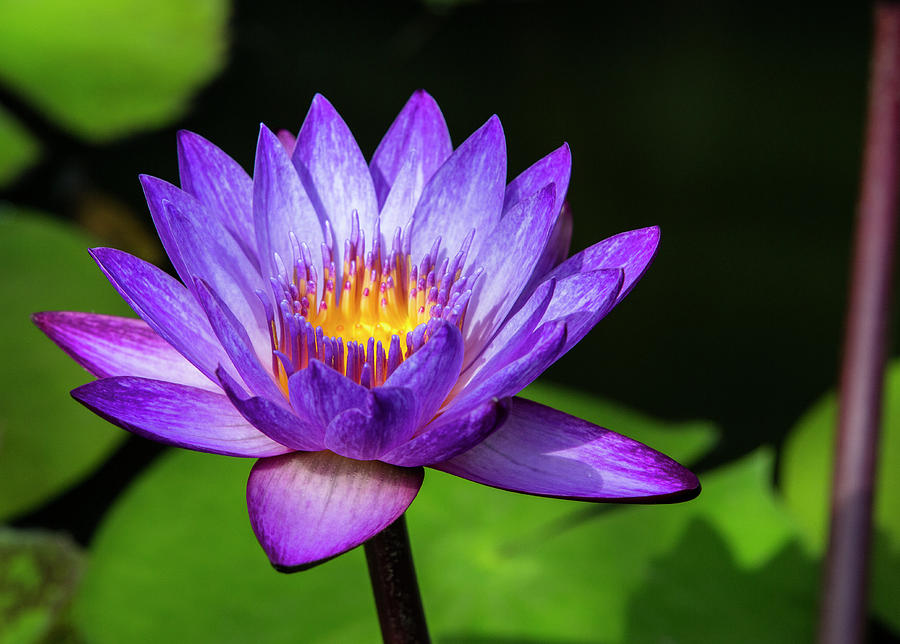 Purple Lotus Photograph by Mike Harlan - Fine Art America