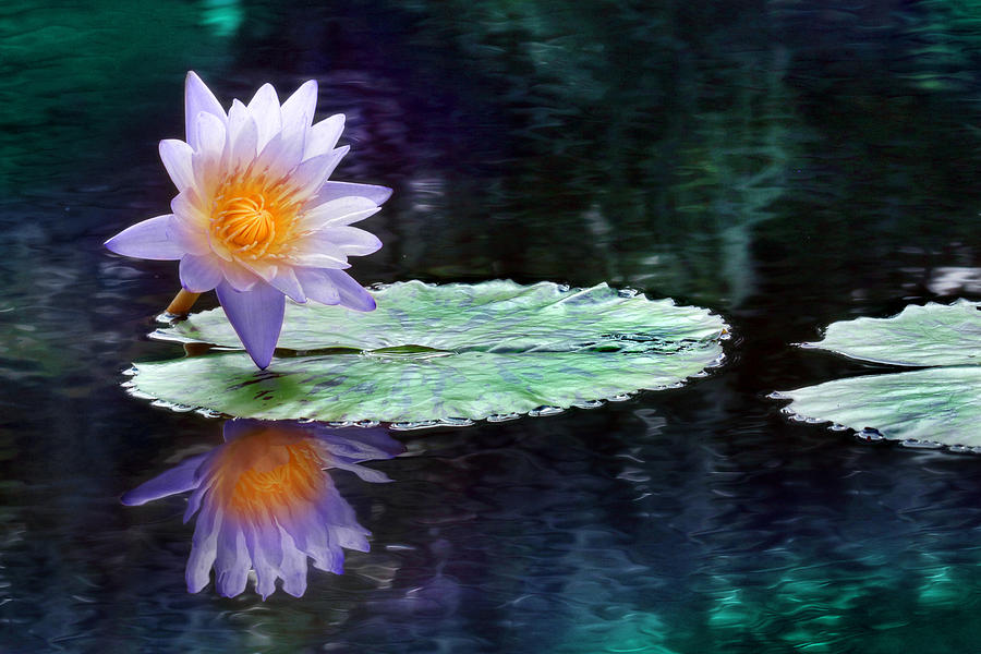 Flower Photograph - Purple Lotus Reflection by Lori Deiter