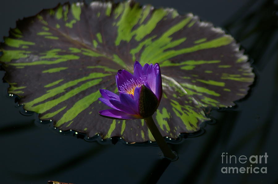 Purple Lotus Waterlily and Bicolor Lily Pad Photograph by Jackie Irwin