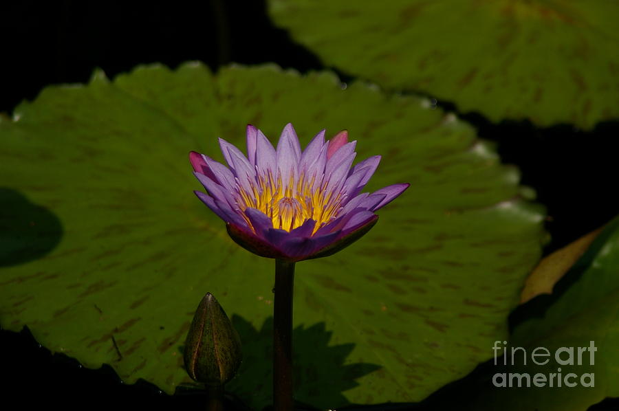 Purple Lotus Waterlily and Lily Pads Photograph by Jackie Irwin
