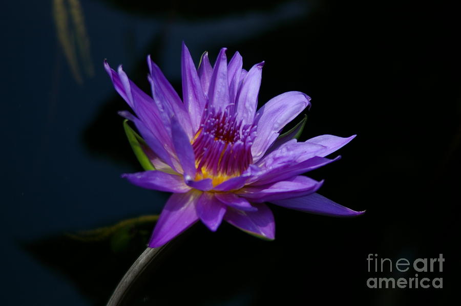Purple Lotus Waterlily Photograph by Jackie Irwin