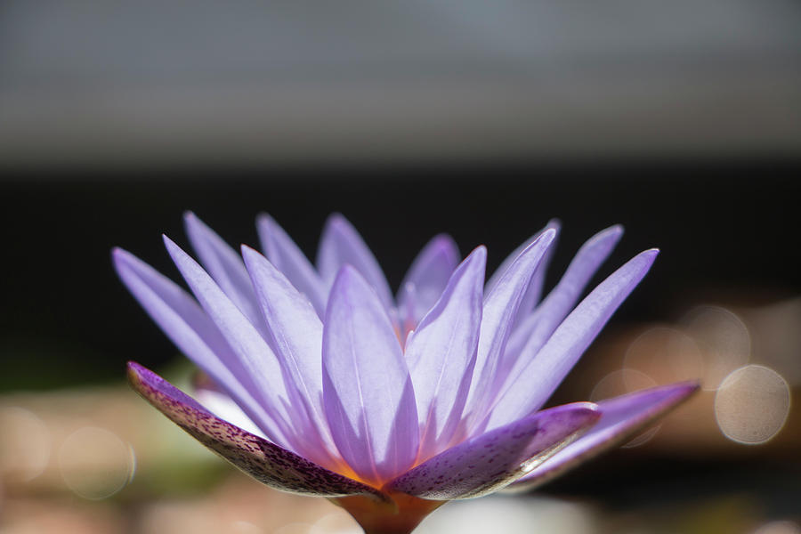 Purple Lotus With Bokkah Photograph