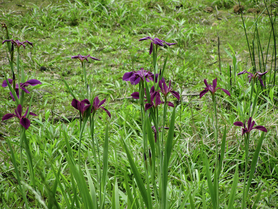 Purple Louisiana Water Iris Photograph by Kathy Clark