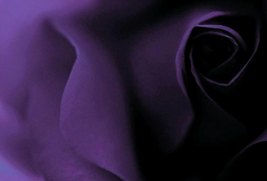 Purple Love Passion Photograph by The Art Of Marilyn Ridoutt-Greene