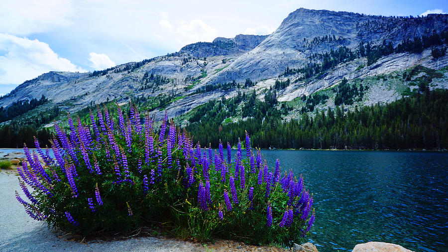 Purple Lupin Wildflowers Yosemite Photograph by Lawrence S Richardson Jr