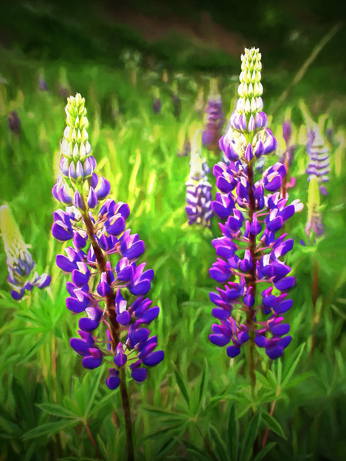 Purple Lupine Flower Blossoms Photograph by Randall Nyhof