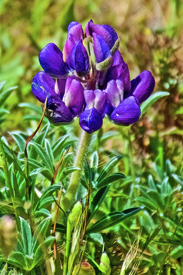Purple Lupine in Point Reyes National Seashore, California  Photograph by Ruth Hager