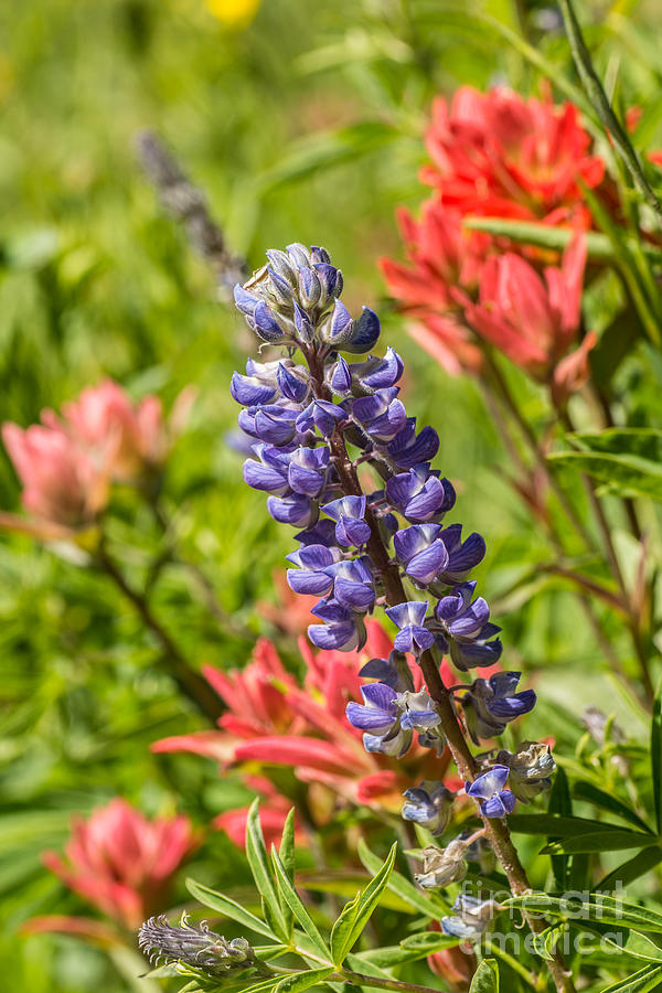 Purple Lupine Photograph by Sue Smith