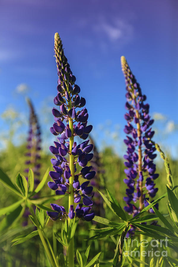Purple Lupines In A Sunny Day Photograph