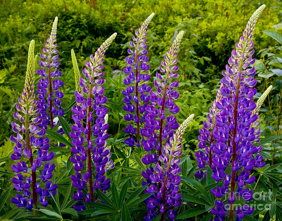 Purple Lupines Photograph by Susan Cole Kelly