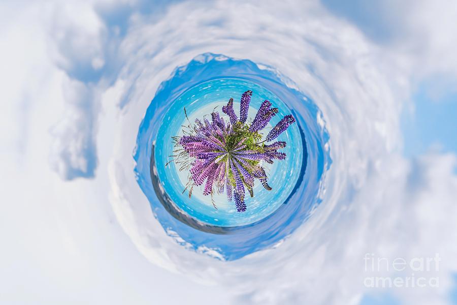 Purple lupines - tiny planet Photograph by Claudia M Photography