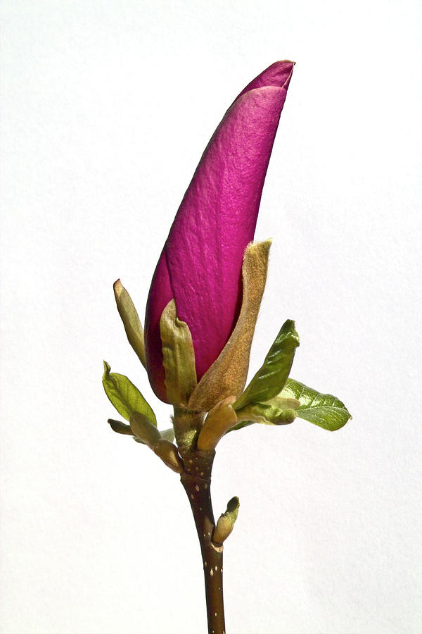 Purple Magnolia Photograph by Heiko Koehrer-Wagner