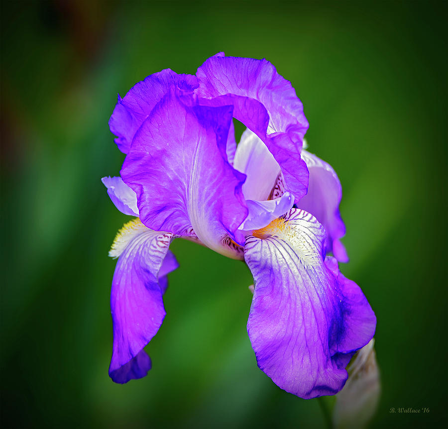 Purple Majesty Photograph by Brian Wallace