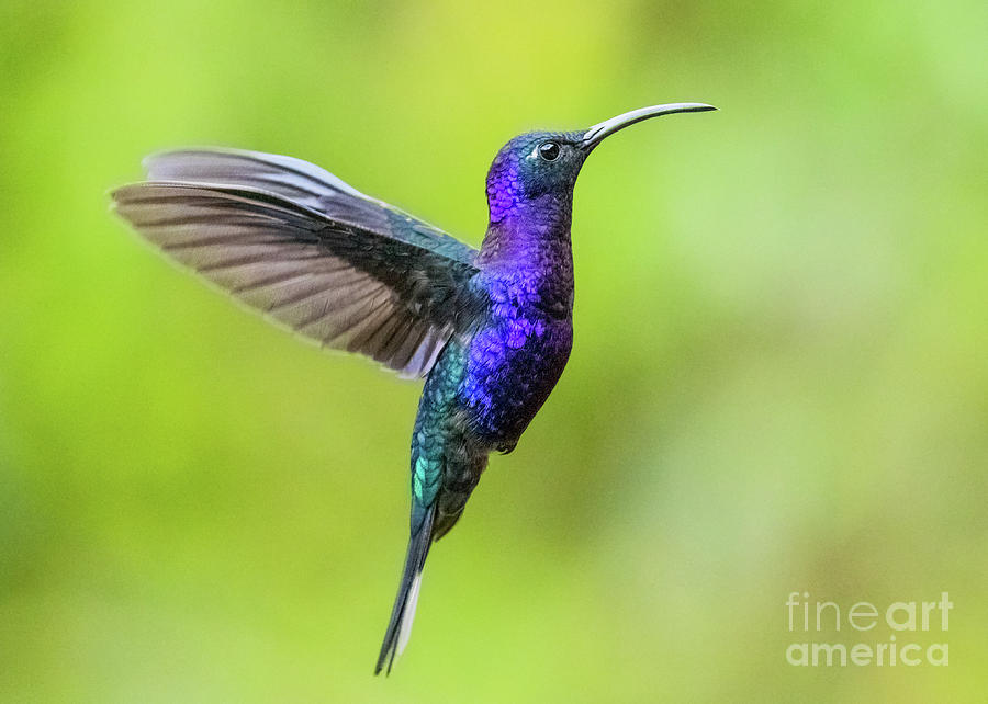 Hummingbird Photograph - Purple majesty by Carl Jackson