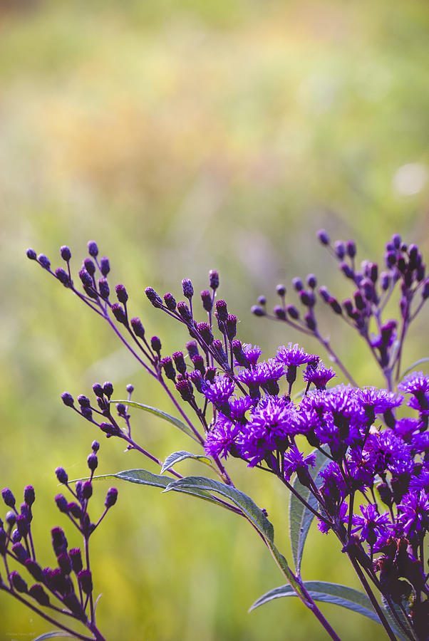 Purple Majesty Photograph by Debbie Karnes